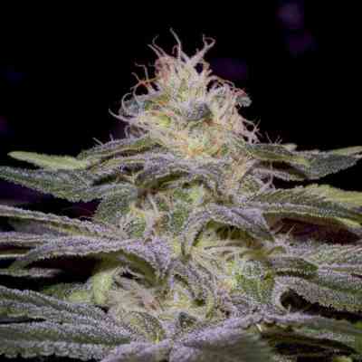 Sensi Star > Paradise Seeds | Feminized Marijuana   |  Indica