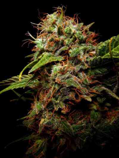 Sensi Star > Paradise Seeds | Feminized Marijuana   |  Indica