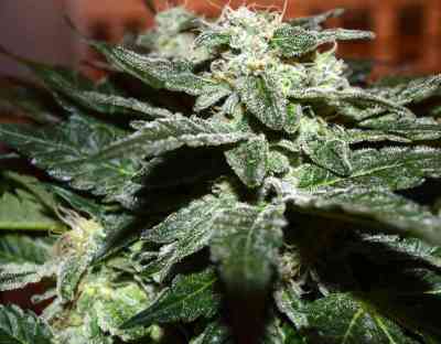 Sensi Star > Paradise Seeds | Feminized Marijuana   |  Indica