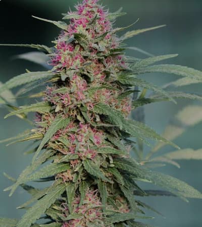 Serious 6 > Serious Seeds | Graines Féminisées  |  Sativa