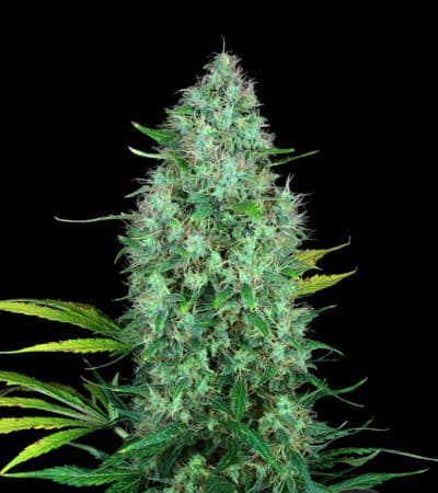 Serious 6 > Serious Seeds | Feminized Marijuana   |  Sativa