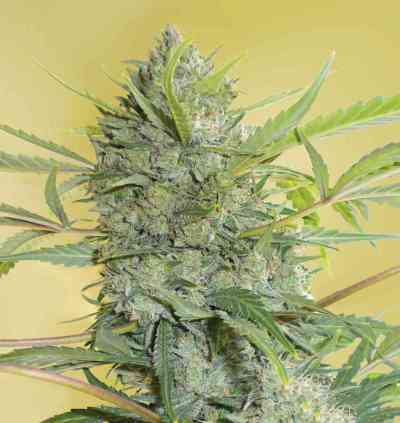 Serious Happiness > Serious Seeds | Feminized Marijuana   |  hybrid