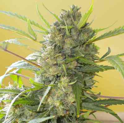 Serious Happiness > Serious Seeds | Feminized Marijuana   |  hybrid