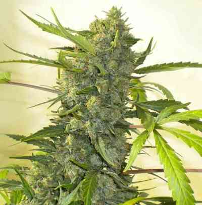 Serious Happiness > Serious Seeds | Feminized Marijuana   |  hybrid