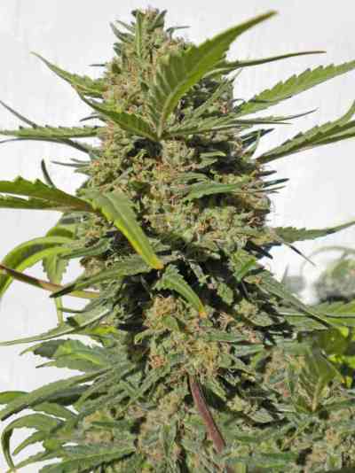 Serious Happiness > Serious Seeds | Feminized Marijuana   |  hybrid