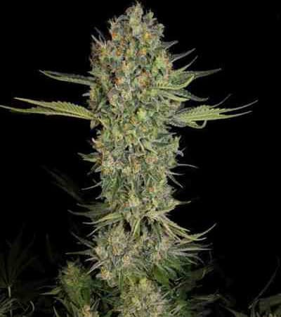 Serious Kush > Serious Seeds | Feminized Marijuana   |  Indica