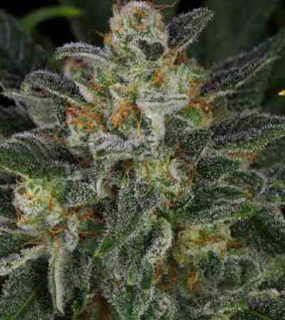 Serious Kush > Serious Seeds | Feminized Marijuana   |  Indica