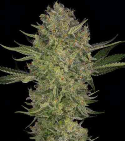 Serious Kush > Serious Seeds | Feminized Cannabis   |  Indica