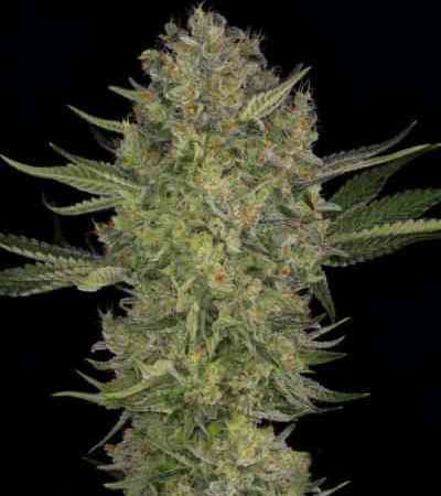 Serious Kush > Serious Seeds | Semillas feminizadas  |  Índica