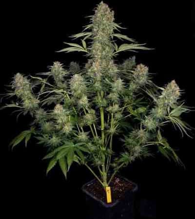 Serious Kush > Serious Seeds | Graines Féminisées  |  Indica