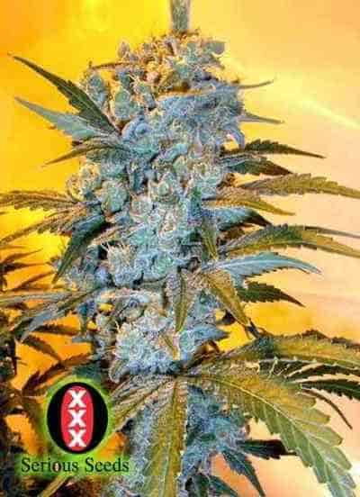 AK 47 > Serious Seeds | Feminized Marijuana   |  hybrid