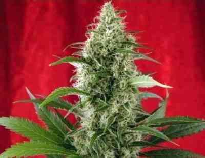 Session > Reggae Seeds | Semillas Regulares  |  Sativa