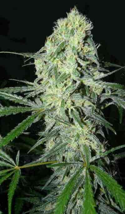 SexBud > Female Seeds