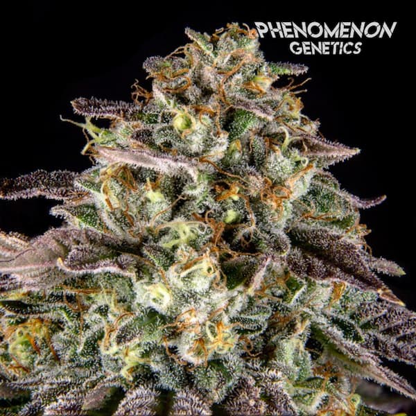 S.F. Bean > Phenomenom Genetics | Feminized Cannabis   |  Sativa
