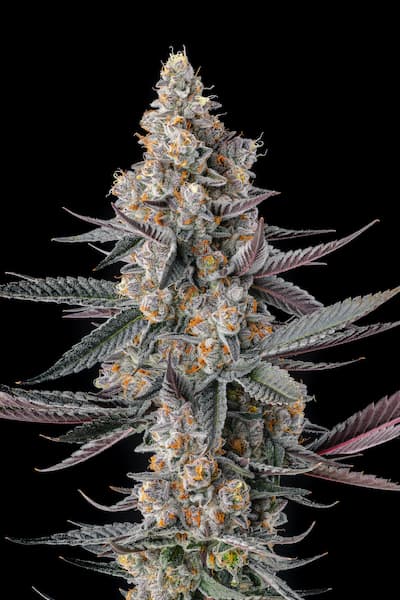 Shake Back Samen > Compound Genetics Seeds | Feminisierte Hanfsamen  |  Hybrid