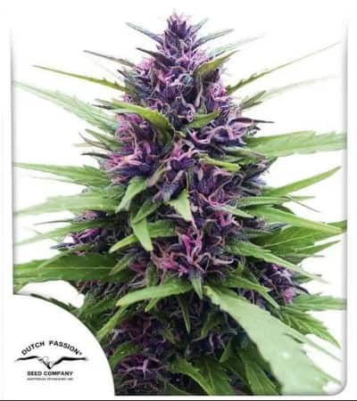 Shaman > Dutch Passion | Feminized Marijuana   |  hybrid