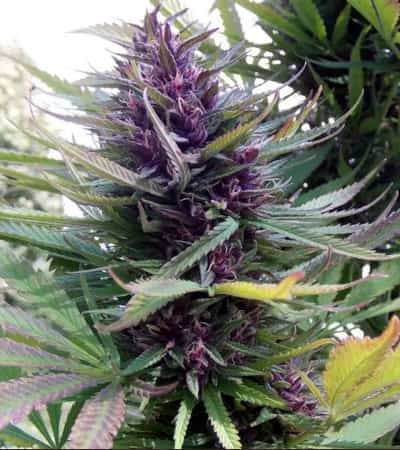 Shaman > Dutch Passion | Feminized Marijuana   |  hybrid