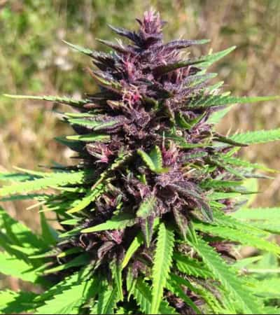 Shaman > Dutch Passion | Feminized Marijuana   |  hybrid