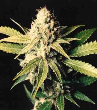 Shark Shock Seed > Mr. Nice | Regular Marijuana   |  Hybrid