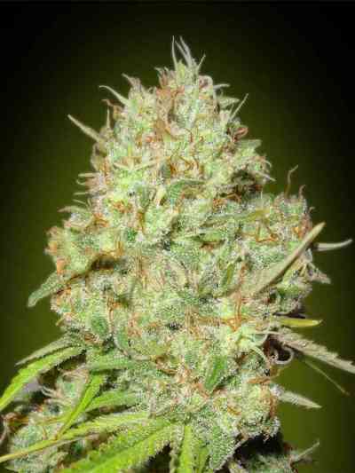 Feminized Collection #1 > Advanced Seeds | Semillas feminizadas  |  Híbrido