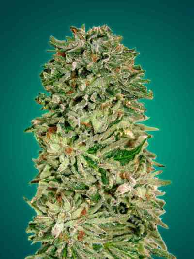 Shark Widow CBD > Advanced Seeds | Feminized Marijuana   |  Indica