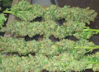 Sharksbreath > Grow Your Own | Feminisierte Hanfsamen  |  Indica