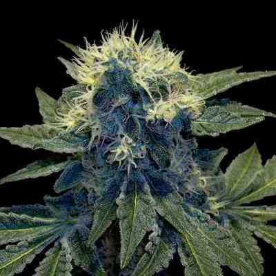 Sharksbreath > Grow Your Own | Feminisierte Hanfsamen  |  Indica