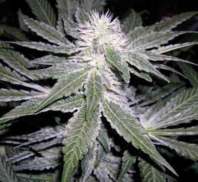 Sharksbreath > Grow Your Own | Feminisierte Hanfsamen  |  Indica