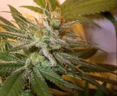 Sharksbreath > Grow Your Own | Feminisierte Hanfsamen  |  Indica