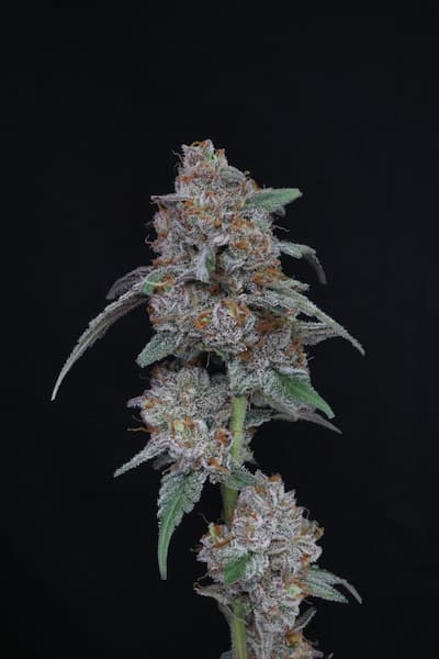 SherBacio Auto semilla > Pure Instinto | Semillas de marihuana autoflorecientes  |  Híbrido