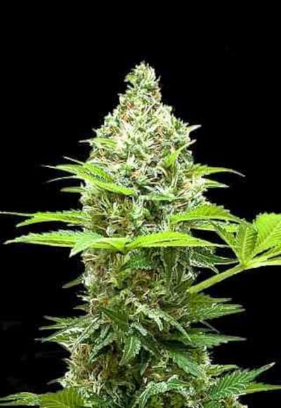 Sherbet Power > Bulk Seed Bank | Feminized Marijuana   |  Indica