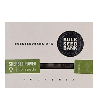 Sherbet Power > Bulk Seed Bank | Feminisierte Hanfsamen  |  Indica