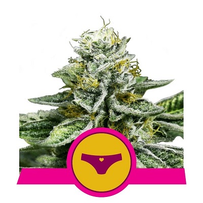 Sherbet Queen > Royal Queen Seeds | Graines Féminisées  |  Indica