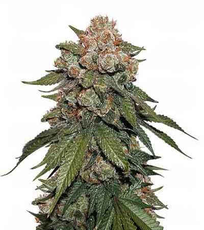 Sherbet > Seed Stockers | Feminized Marijuana   |  Indica