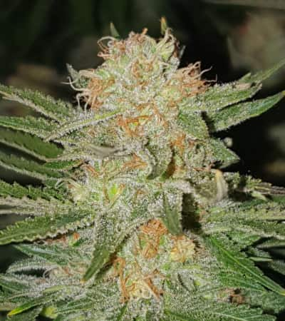 Sherbet > Seed Stockers | Feminized Marijuana   |  Indica