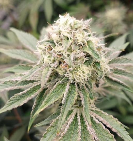 Shimo x Runtz Seed > Ripper Seeds | Feminized Cannabis   |  Indica