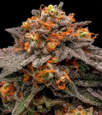 Shimo > Ripper Seeds | Feminized Marijuana   |  Indica