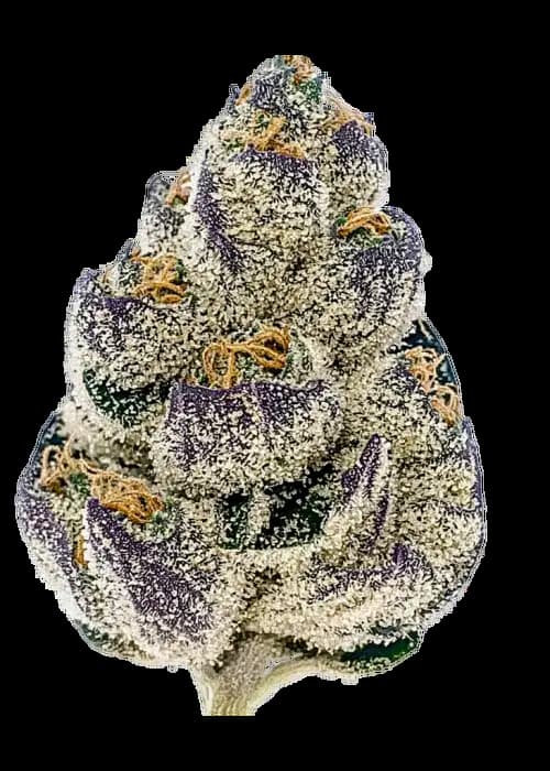 Shiska Lemonade Samen > Green House Seeds | Feminisierte Hanfsamen  |  Indica