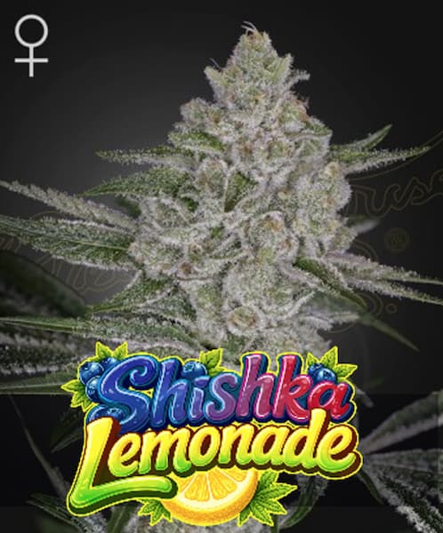 Shiska Lemonade Samen > Green House Seeds | Feminisierte Hanfsamen  |  Indica