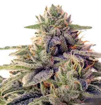 Shiskaberry graines > Barney\'s Farm | Graines Féminisées  |  Indica