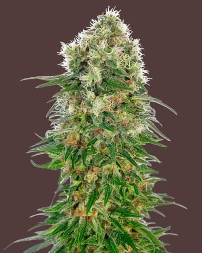 Shiva Skunk Automatic > Sensi Seeds | Semillas autoflorecientes  |  Índica