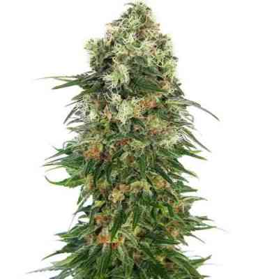 Shiva Seed > Homegrown Fantaseeds | Regular Marijuana   |  Indica