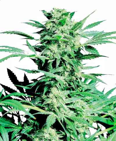 Shiva Skunk Seed > Sensi Seeds | Feminized Marijuana   |  Indica