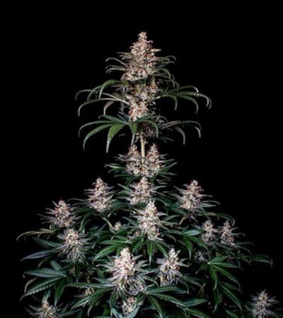 Shogun > Royal Queen Seeds | Feminisierte Hanfsamen  |  Sativa