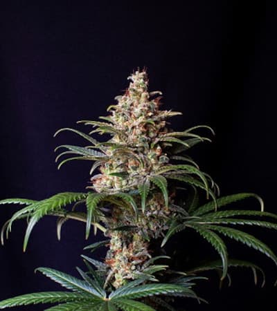 Shogun > Royal Queen Seeds | Feminisierte Hanfsamen  |  Sativa