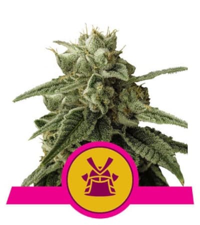 Shogun > Royal Queen Seeds | Graines Féminisées  |  Sativa