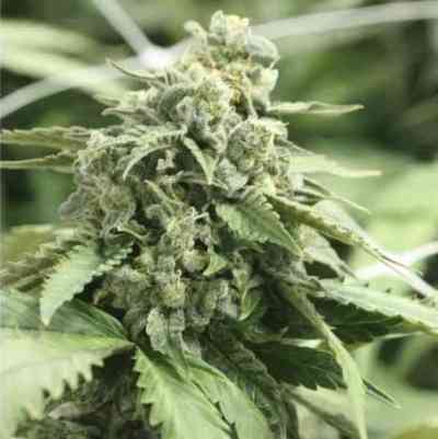 Shoreline > The Devil\'s Harvest Seed Company | Feminized Marijuana   |  hybrid