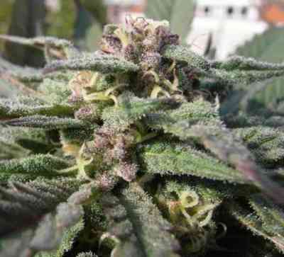 Shoreline > The Devil\'s Harvest Seed Company | Feminized Marijuana   |  hybrid