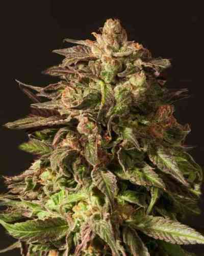 Shoreline > The Devil\'s Harvest Seed Company | Feminisierte Hanfsamen  |  Hybrid