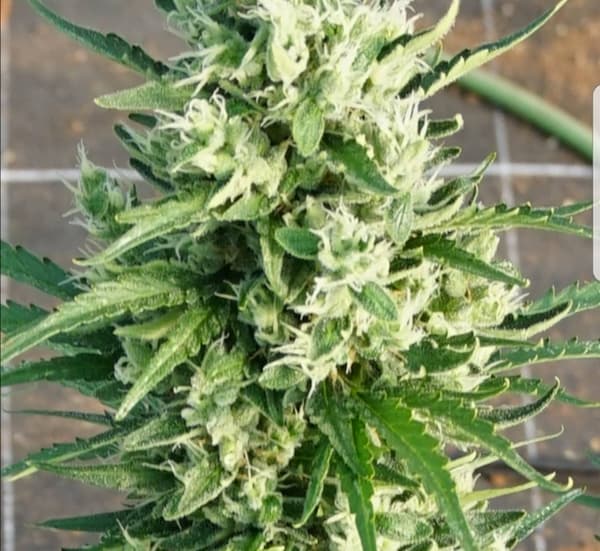 Shotgun Auto semilla > Pure Instinto | Semillas de marihuana autoflorecientes  |  Híbrido